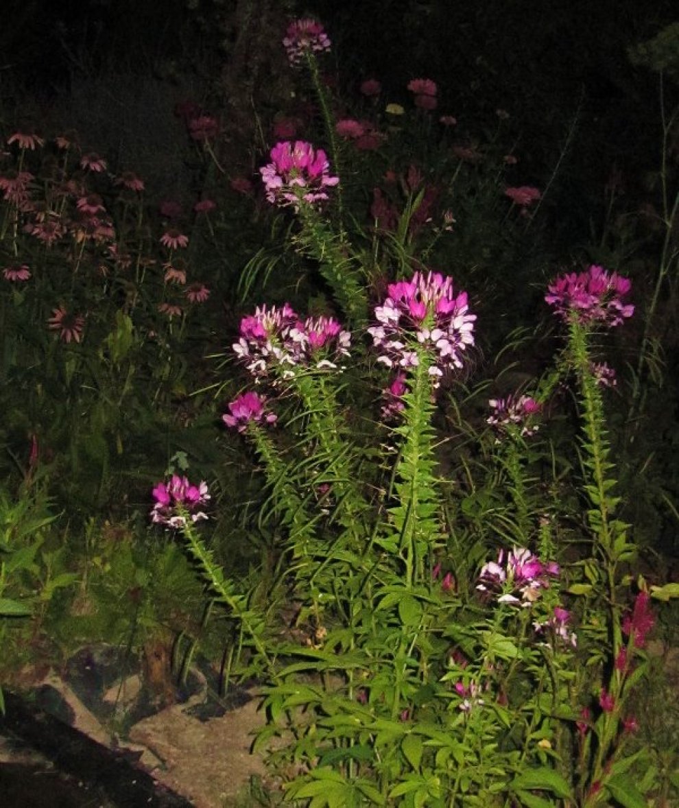 spiderflower and coneflower, evening scene