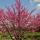 My redbud and crabapple trees